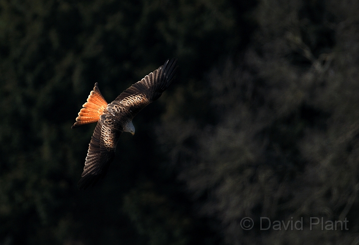 Red kite - A.jpg - Red kite - Oxfordshire